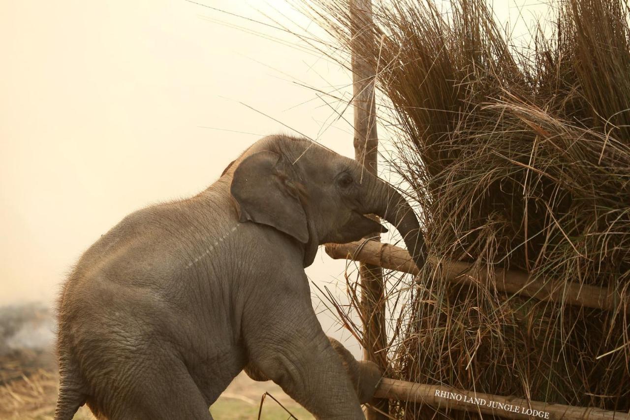 Rhino Land Jungle Lodge Sauraha Exterior foto